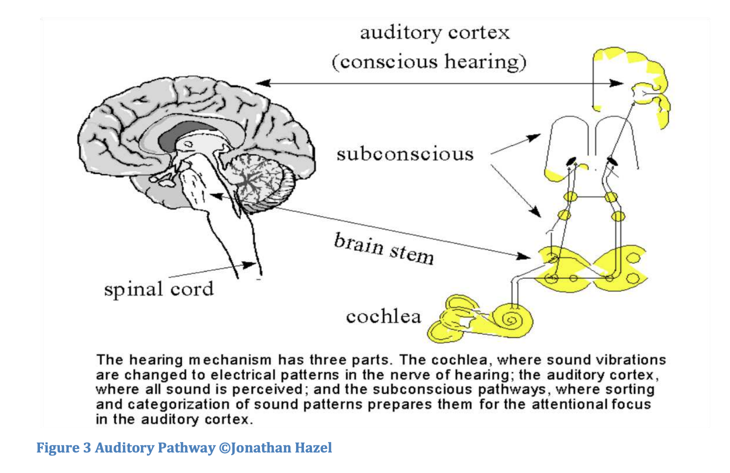 auditory pathway