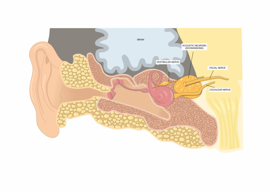 ear canal diagram